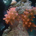 Rose bubble tip anemone has finally split.  1/22/2006