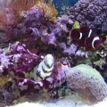 snowflake eel