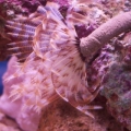 New Feather Duster Worm