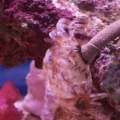 New Feather Duster Worm Pic