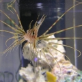Lionfish