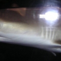 Blacktip Reef Shark