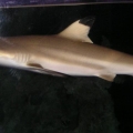 Blacktip Reef Shark