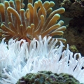 Anemones