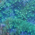Green Star Polyps
