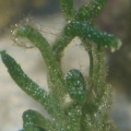 Some Type Of Algae???