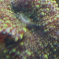 Ricordea
