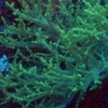 green nephea mother coral