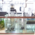 55 gallon sump with fuge