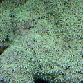 MY GREEN STAR POLYPS