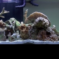 First Aquascape