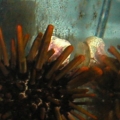 urchin