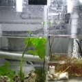 My First Refugium