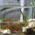 My First Refugium