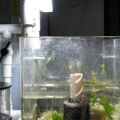 My First Refugium