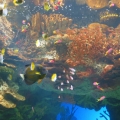 GA Aquarium