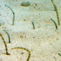 GA Aquarium