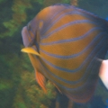 GA Aquarium