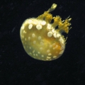 GA Aquarium