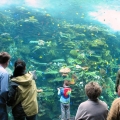 GA Aquarium