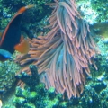 GA Aquarium