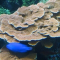 GA Aquarium