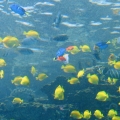 GA Aquarium