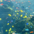 GA Aquarium