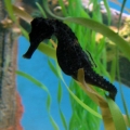 GA Aquarium
