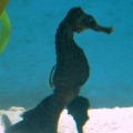 GA Aquarium