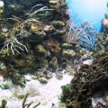 GA Aquarium