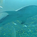 GA Aquarium
