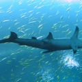 GA Aquarium