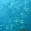 GA Aquarium