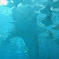GA Aquarium