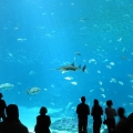 GA Aquarium