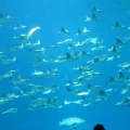 GA Aquarium