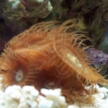 Button polyps