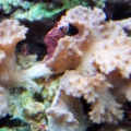 Cabbage/lettuce coral