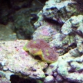 Frag1