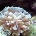White Hammers