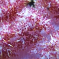 Carnation Coral