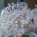 Pulsating Xenia frag tank