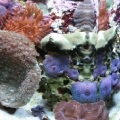 24 gallon Nano reef