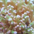Branching Frogspawn