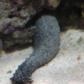 Black_Sea_Cucumber