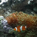 Clowns_in_Frogspawn
