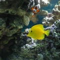 Yellow_Tang1