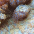 Orange Bullseye
