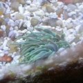 Anemone - Startled and then recovered